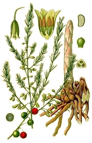 Зайча сянка, аспарагус, Asparagus officinalis