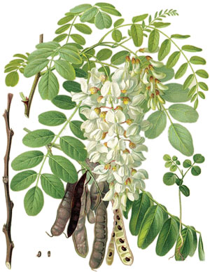 Акация бяла, Бял салкъм, Robinia pseudoacacia