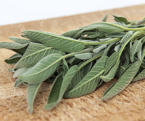 салвия лист, градински чай 