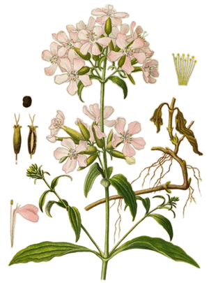 Сапуниче, Saponaria officinalis