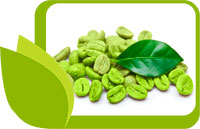 Ползите на зеленото кафе на зърна за здравето