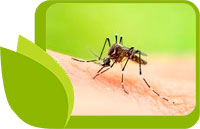 11 Билки, с които да прогоните комарите