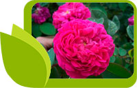 Маслодайната роза – красива, лечебна и благоуханна