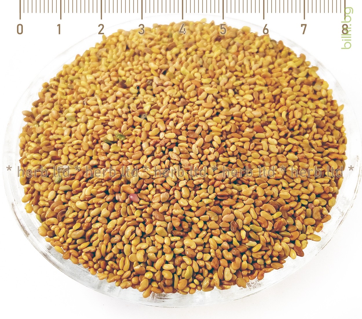 Люцерна семена за кълнове – Алфалфа Medicago sativa 100 гр | онлайн .