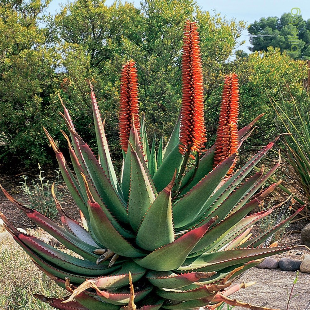 Столетник растение цветы. Aloe Ферокс. Цветы алоэ Ферокс. Алоэ Ферокс Африка. Столетник и Агава.