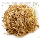 Сибирски женшен рязан корен - при стрес и умора, Eleuterococcus senticosus