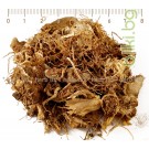 Змийска хурка корен - при хемороиди, Arum maculatum L.