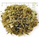 Мурсалски чай стрък рязан – Пирински чай, Sideritis scardica Griseb.