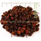 Офика плод - при бъбречни заболявания, Sorbus aucuparia