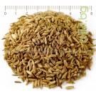 Резене семе – Див копър, Foeniculum vulgare