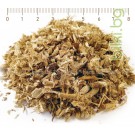 Ружа медицинска небелен корен, Althaea officinalis 