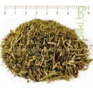 Шапиче стрък – Цариче, Alchemilla vulgaris L.