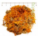 Невен цвят - портокалово оранжев, Calendula officinalis L.