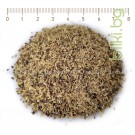 Сладник корен на прах – Женско биле, Glycirrhiza glabra L.