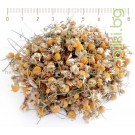 Лайка цвят - при бронхиални проблеми и гастрит, Matricaria chamomilla