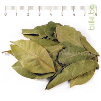 Дафинов лист - за храносмилане и при лош дъх, Laurus nobilis