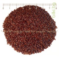 Псилиум, Черен Хуск Фибри – семена от Индийски живовлек, Psyllium Nigrum Husk