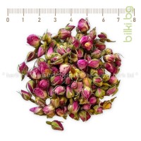 Розови пъпки ароматни – Розов цвят, Rosa meidomonac