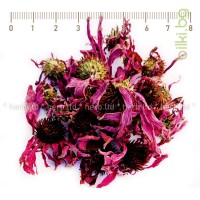 Ехинацея цвят - при грип и настинка, Echinacea purpurea, екстра качество