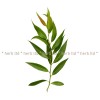 бяла върба, бяла върба лист, Salix alba, бяла върба чай, бяла върба противовъзпалително, бяла върба аналгетично