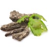 дъб за медицински цели, Quercus robur, Кора от дъб чай, дъб кора цена
