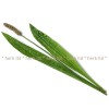 теснолист жиловлек, живовлек лист,  Plantago lanceolata, живовлек лист действие
