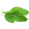 широколист жиловлек , живовлек лист , plantago major, чай от жививляк при екземи, възпалено гърло