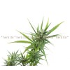 коноп, конопено семе, Cannabis Sativa L., коноп цена, коноп действие, коноп приложение