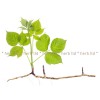 къпина горска, къпина корен, Rubus sp. diversa, корени от къпина лечение, 