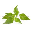ортосифон билка, бъбречен чай, джава чай, Orthosiphon stamineus, Lamiaceae