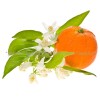 портокалов цвят, citrus aurantium l, портокалов цвят  действие, портокалов цвят приложение