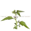 ружа билка, Althaea officinalis, Лечебна ружа чай