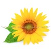 слънчоглед , слънчоглед ароматен цвят , helianthus annuus