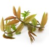 орех лист, Juglans regia L., Орехови листа рецепти, Орехови листа за гъбички