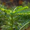 phyllanthus niruri plant, herb