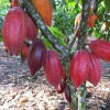 theobroma cacao, какао зърна, сурово какао, цели зърна какао