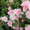 Rosa meidomonac, роза пъпка, цена
