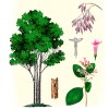 ХИНИНОВА КОРА НА ПРАХ, ЧЕРВЕН ХИНИН, Cinchona pubescens, хининово дърво