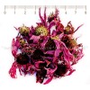 ехинацея, ехинацея цвят, superorder echinacea, ехинацея чай цена, purpurea