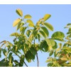 орех лист, Juglans regia L., листа от орих рецепти, Орехови листа за гъбички
