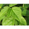 малина лист, Rubus idaeus, листа малина чай, листа от малина при миома, листа малина цена
