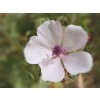 ружа лист, Althaea officinalis, Лечебна ружа чай