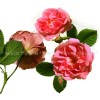 роза маслодайна, rosa centifolia, чай от роза, чай от роза ползи