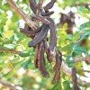 рожково дърво, рожкови шушулки, Ceratonia siliqua L., Carob tree