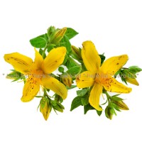 Жълт кантарион цвят и лист – отлично качество, Hypericum perforatum L. 