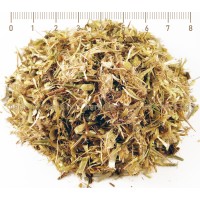 Магарешки трън цвят, Onopordum асаnthium L. 