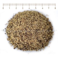 Сладник корен на прах – Женско биле, Glycirrhiza glabra L.