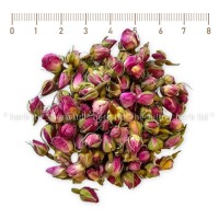 Розови пъпки ароматни – Розов цвят, Rosa meidomonac
