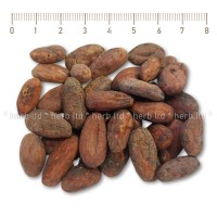 Какаови зърна цели – сорт Trinitario, Theobroma cacao