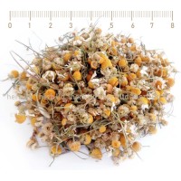 Лайка цвят - при бронхиални проблеми и гастрит, Matricaria chamomilla